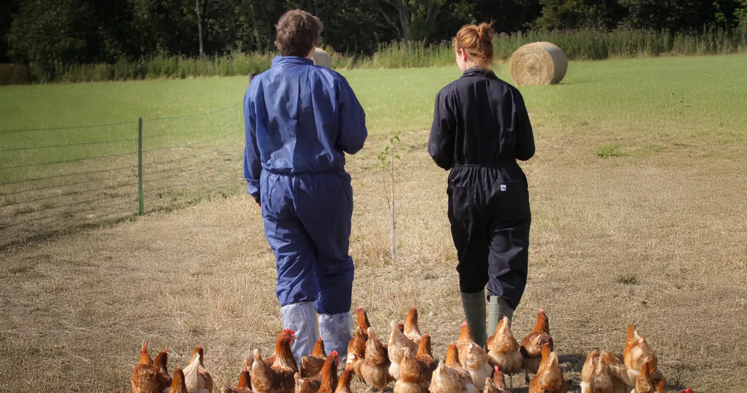Farmers walking with free range hens