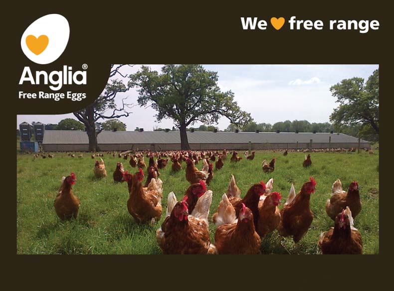 Anglia Free Range Eggs - chickens outside one of our free range farms