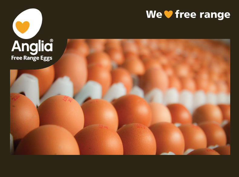 Anglia Free Range Eggs - collected eggs waiting for grading